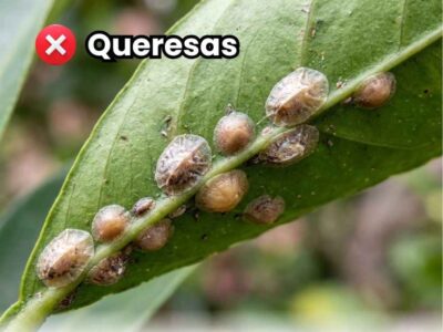 Primer plano macro de una rama con infestación severa de queresas blancas (cochinillas armadas), con un dedo señalando directamente la plaga. Portada de la guía de control y erradicación.