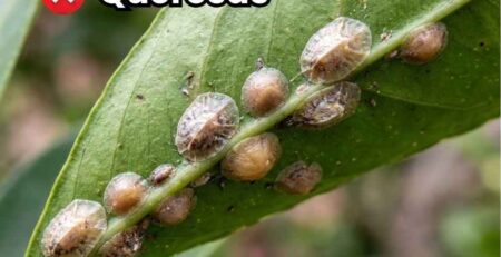 Primer plano macro de una rama con infestación severa de queresas blancas (cochinillas armadas), con un dedo señalando directamente la plaga. Portada de la guía de control y erradicación.