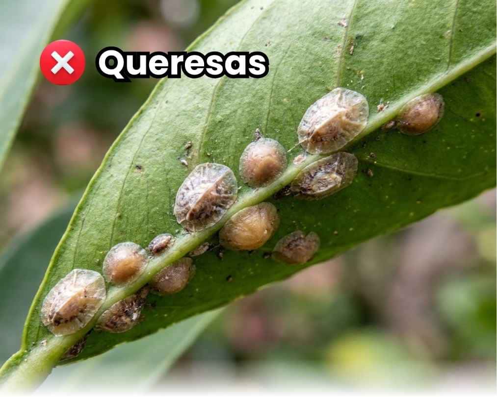 Primer plano macro de una rama con infestación severa de queresas blancas (cochinillas armadas), con un dedo señalando directamente la plaga. Portada de la guía de control y erradicación.