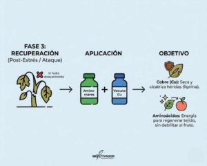 Infografía de la Fase 3 Recuperación Post-Estrés: Protocolo curativo con aminoácidos y cobre para cicatrizar heridas y regenerar tejido dañado sin debilitar el fruto.