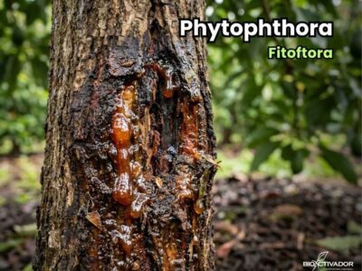 Tronco de árbol mostrando exudado y cancro severo causado por fitoftora en plantas.