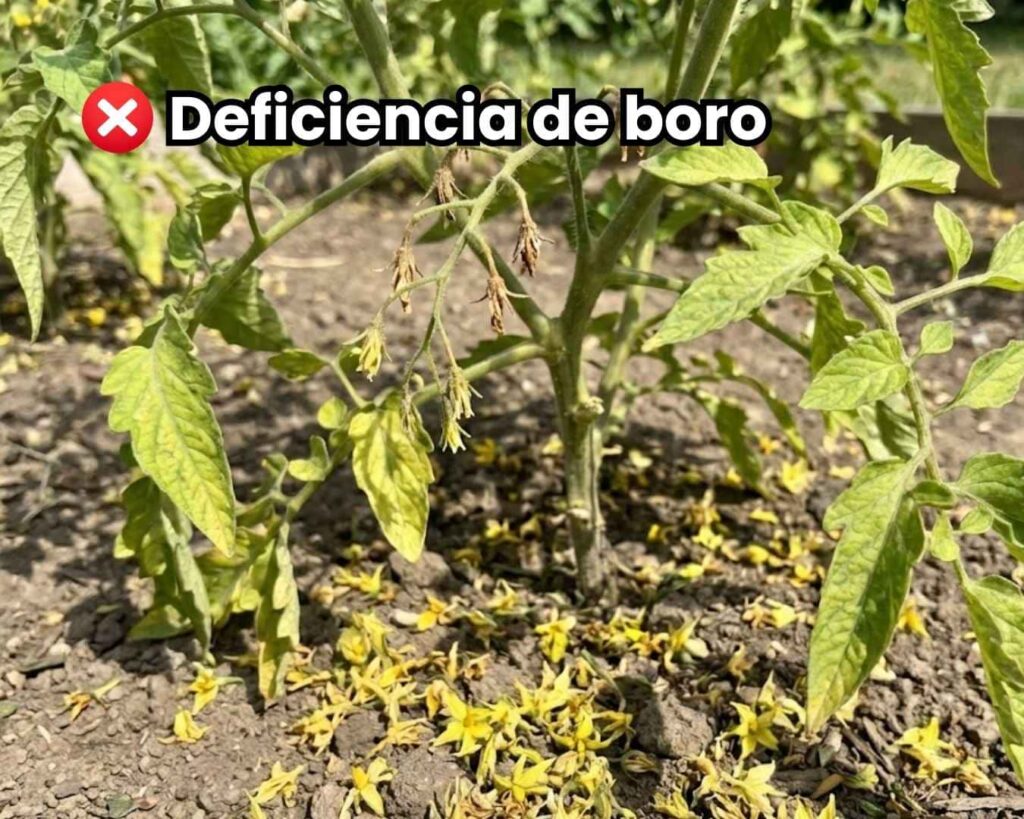 Caída masiva de flores en tomate por deficiencia de Boro en las plantas: Aborto floral y suelo cubierto de flores amarillas sin cuajar (Símbolo de pérdida de producción).