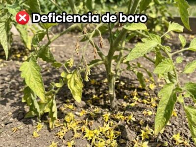 Caída masiva de flores en tomate por deficiencia de Boro en las plantas: Aborto floral y suelo cubierto de flores amarillas sin cuajar (Símbolo de pérdida de producción).
