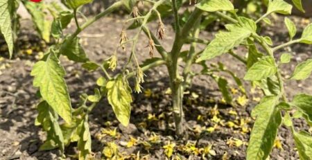 Caída masiva de flores en tomate por deficiencia de Boro en las plantas: Aborto floral y suelo cubierto de flores amarillas sin cuajar (Símbolo de pérdida de producción).
