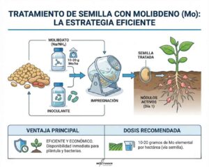 Infografía tratamiento de semilla con Molibdeno: Proceso de impregnación con inoculante, dosis de 10-20g/ha y activación de nódulos (Rhizobium).