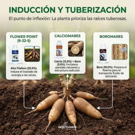 Fase 3: El Punto de Inflexión (Inducción de Raíces) Fase de inducción de raíces tuberosas en yuca. Tratamiento con Flower Point (Fósforo), Calciomares (Calcio) y Boromares (Boro) de Bioactivador.