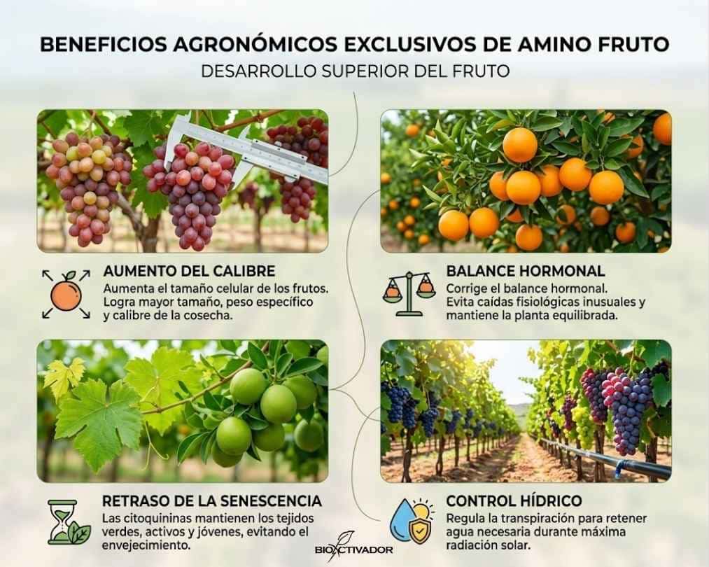 Beneficios agronómicos exclusivos de Amino Fruto: aumento de calibre en uvas, balance hormonal en cítricos, retraso de senescencia en frutales y control hídrico en viñedos bajo estrés solar.