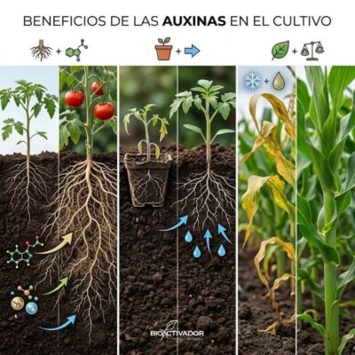 Los 3 Grandes Beneficios de Aplicar Auxinas en tu Cultivo Infografía de los beneficios agronómicos de las auxinas: Aumento exponencial de la masa radicular, mejora radical en la absorción de nutrientes edáficos y recuperación rápida ante estrés abiótico severo (clima adverso).