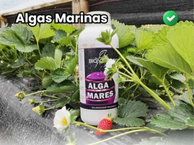 Botella de extracto de algas marinas Alga Mares en un cultivo de fresas comercial. La imagen muestra plantas saludables con flores y frutos jóvenes, con la palabra "Algas Marinas" superpuesta, destacando su uso para el amarre de frutos.