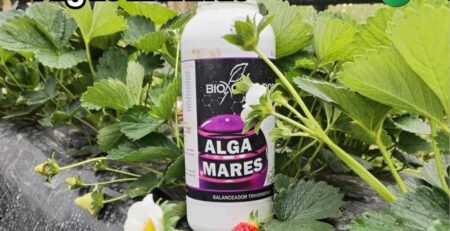 Botella de extracto de algas marinas Alga Mares en un cultivo de fresas comercial. La imagen muestra plantas saludables con flores y frutos jóvenes, con la palabra "Algas Marinas" superpuesta, destacando su uso para el amarre de frutos.