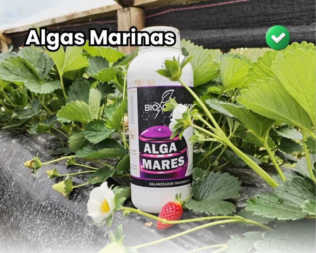 Botella de extracto de algas marinas Alga Mares en un cultivo de fresas comercial. La imagen muestra plantas saludables con flores y frutos jóvenes, con la palabra "Algas Marinas" superpuesta, destacando su uso para el amarre de frutos.