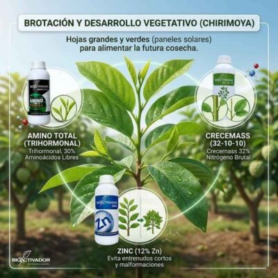 Desarrollo vegetativo de la chirimoya con hojas grandes y verdes. Uso de bioestimulantes trihormonales, nitrógeno (Crecemass) y zinc para evitar malformaciones.