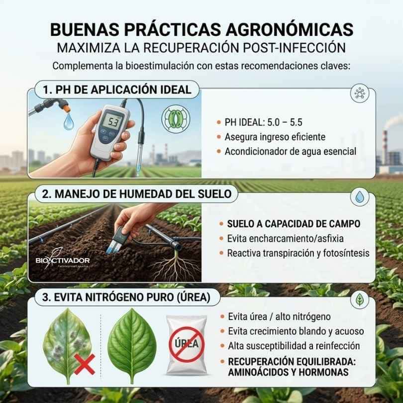 Buenas prácticas agronómicas post-infección: regular el pH del agua de fumigación, mantener el suelo a capacidad de campo y evitar la aplicación de úrea (nitrógeno puro).
