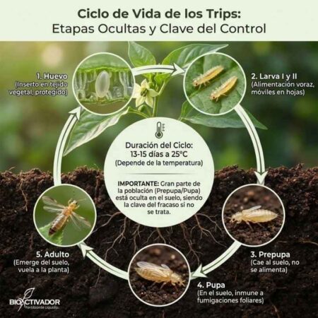 Infografía del ciclo biológico de los trips: Etapas de huevo, larva, y las fases críticas de prepupa y pupa ocultas en el suelo que evaden el control químico foliar.