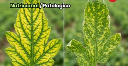 Portada de la guía de diagnóstico foliar que muestra la comparativa visual entre una hoja con deficiencias nutricionales (clorosis intervenal simétrica) y una hoja con daño patológico o de plagas (moteado amarillo asimétrico y deformación).