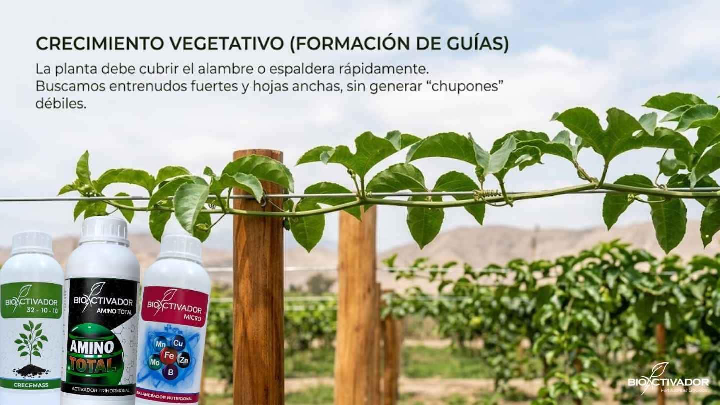 Etapa de crecimiento vegetativo en maracuyá para la formación de guías fuertes en la espaldera, usando fertilizante alto en nitrógeno, activador trihormonal y micronutrientes.