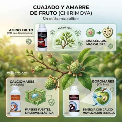 Fase de cuajado en chirimoya con frutos recién formados. Aplicación de biocitoquininas (Amino Fruto), Calcio y Boro para multiplicar células y evitar la abscisión (caída).