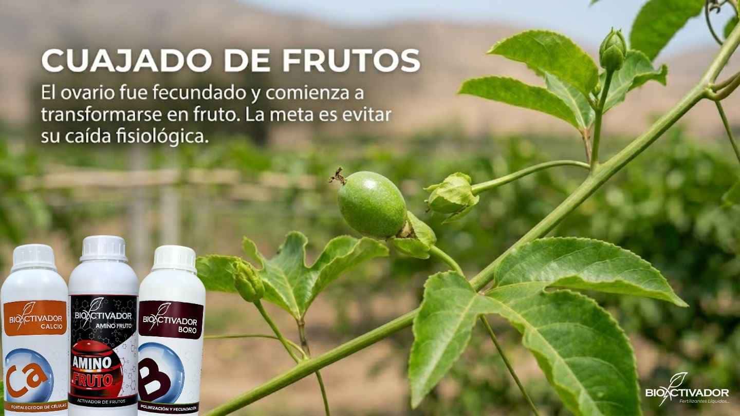 Cuajado de frutos de maracuyá recién fecundados. Nutrición enfocada en evitar la caída fisiológica mediante calcio, activadores de fruto (aminoácidos) y boro.