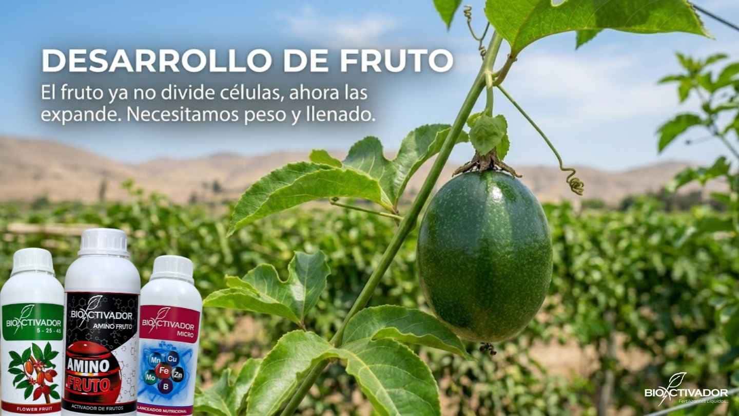 Etapa de desarrollo y engorde del fruto de maracuyá. Expansión celular para ganar tamaño y peso utilizando fertilizantes altos en fósforo-potasio, aminoácidos y micronutrientes.