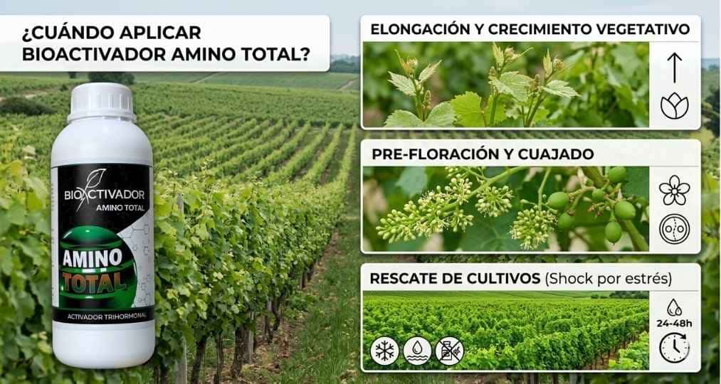 Momentos fenológicos óptimos para aplicación foliar del bioactivador Amino Total: fase de elongación vegetativa, etapa crítica de pre-floración/cuajado, y terapia de shock para rescate de cultivos estresados en 24-48 horas.