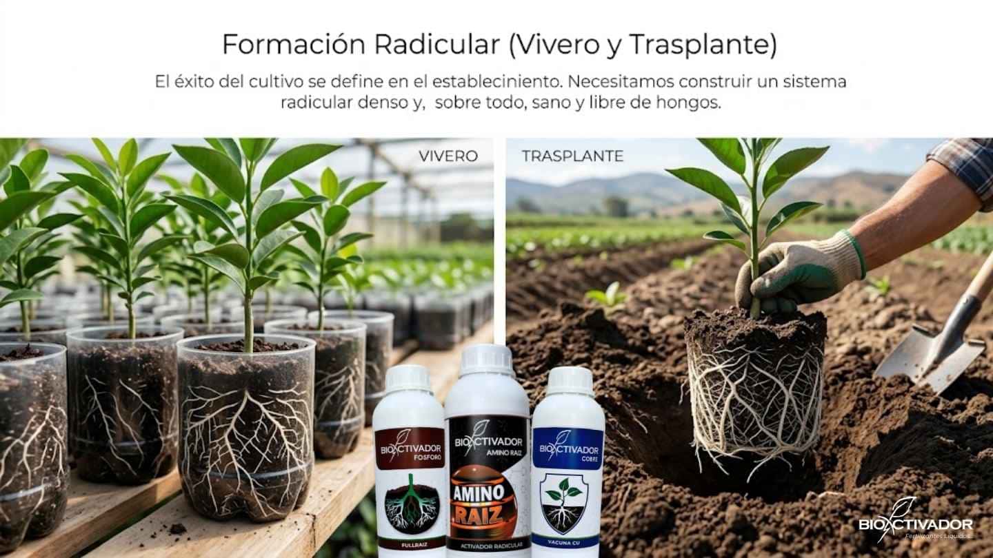 Formación radicular en vivero y trasplante de maracuyá usando enraizadores con fósforo, bioauxinas (Amino Raíz) y desinfección con cobre sistémico.