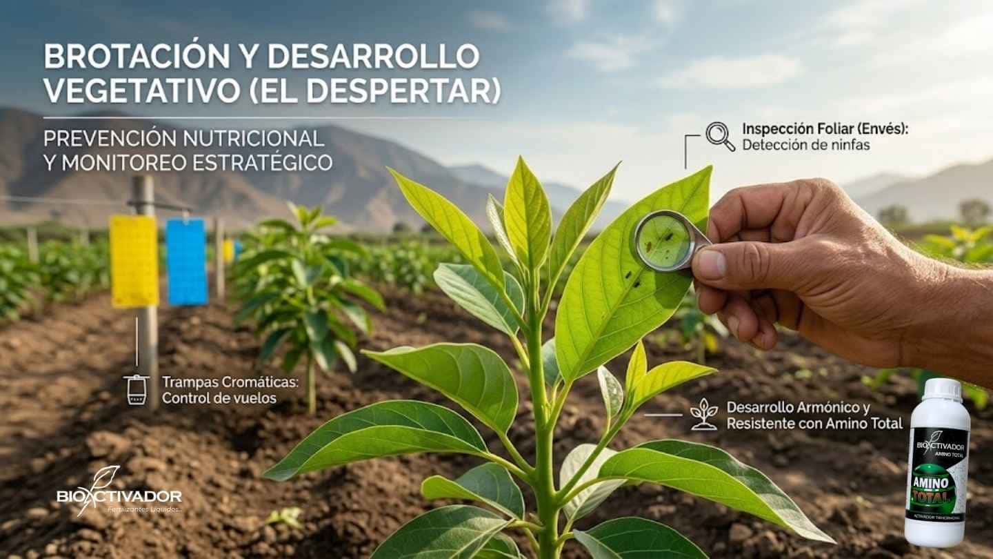 Monitoreo estratégico de plagas en la etapa de brotación y desarrollo vegetativo. Agricultor usando lupa para inspección foliar cerca de trampas cromáticas amarillas y azules.