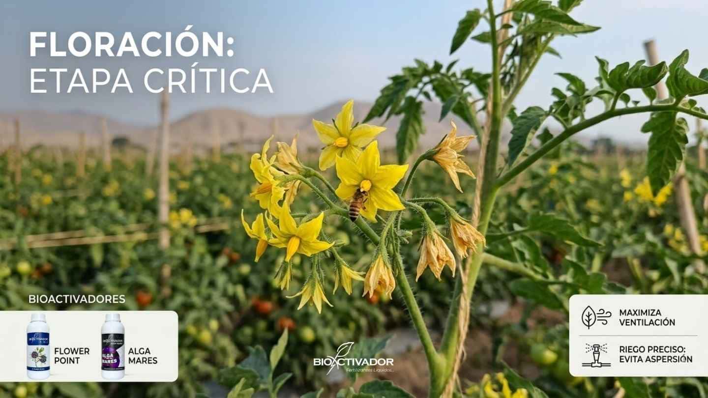 Prevención fitosanitaria en la etapa crítica de floración de tomate. Manejo de humedad mediante riego preciso y máxima ventilación para evitar pudriciones sin dañar a los polinizadores.