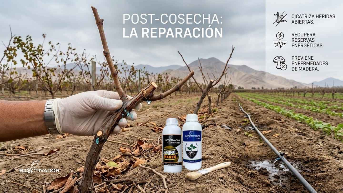 Reparación en etapa post-cosecha agrícola. Agricultor sellando cortes de poda en vid con pasta a base de cobre sistémico y aminoácidos para prevenir hongos y enfermedades de la madera.