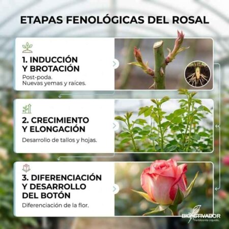 Infografía de las etapas fenológicas del rosal: 1. Inducción y brotación post-poda, 2. Crecimiento y elongación, 3. Diferenciación del botón floral.