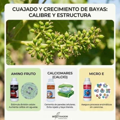 Infografía del plan nutricional foliar para el cuajado, engorde y aumento de calibre en bayas de uva de mesa. Estrategia preventiva usando calcio foliar para evitar la rajadura (cracking) y aminoácidos específicos para potenciar la división celular en racimos de vid.