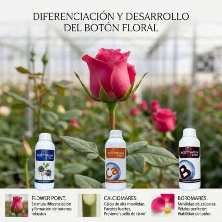 Nutrición para botones florales de calidad: Flower Point (formación robusta), Calciomares (paredes fuertes) y Boromares (viabilidad del polen).