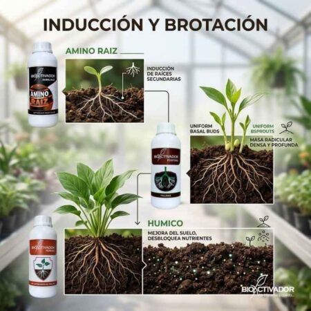 Kit de enraizamiento para rosas: Amino Raiz para raíces secundarias, Full Raiz para masa radicular densa y Humico para mejorar el suelo.