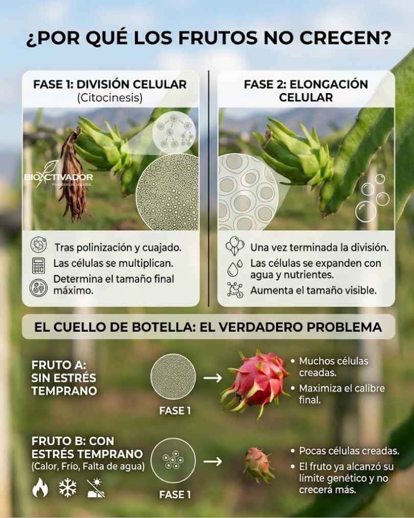 Infografía sobre la fisiología del engorde de frutos. Compara la fase 1 de división celular (citocinesis) con la fase 2 de elongación. Muestra cómo el estrés temprano reduce el número de células y limita el tamaño máximo.