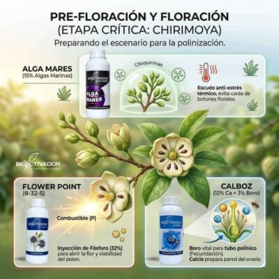 Etapa de pre-floración y floración en chirimoya. Estrategia nutricional con extracto de algas, alto fósforo y Calcio-Boro para asegurar la viabilidad del polen y preparar el ovario.