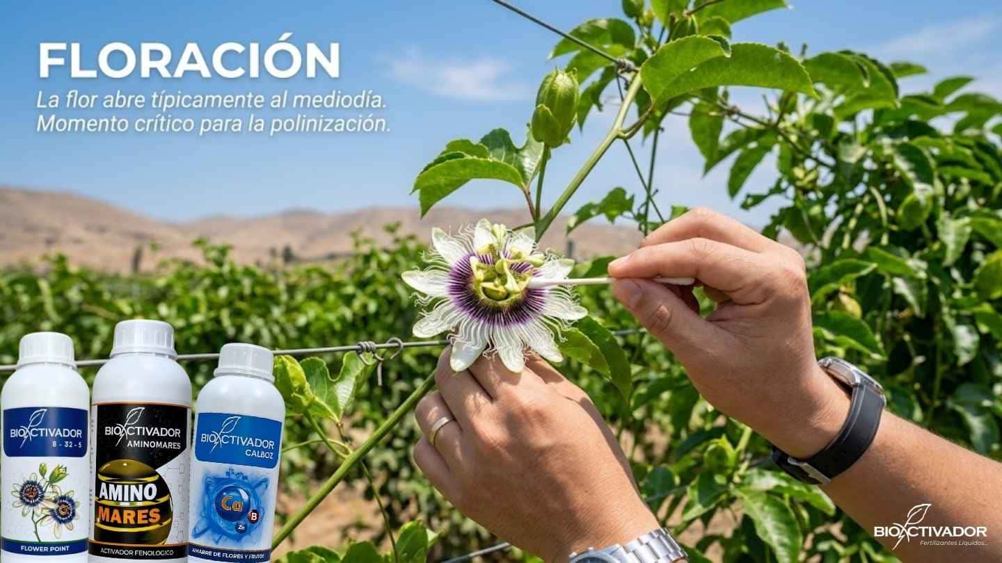 Etapa crítica de floración y polinización manual en maracuyá. Nutrición específica para asegurar el amarre de flores usando fósforo, aminoácidos y calcio-boro.