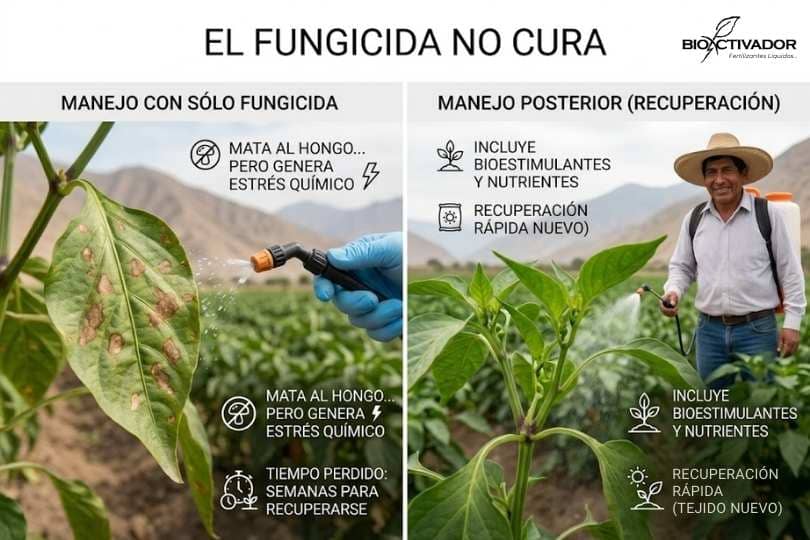 Comparativa agronómica: manejo agrícola solo con fungicida que genera estrés químico vs. manejo con bioestimulación post-infección para una rápida recuperación.