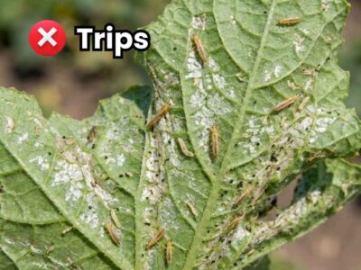 Portada de la guía de control de Trips en plantas mostrándose una trampa cromática amarilla con captura masiva de adultos de Frankliniella occidentalis en invernadero.