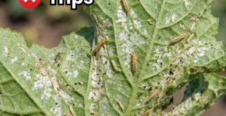 Portada de la guía de control de Trips en plantas mostrándose una trampa cromática amarilla con captura masiva de adultos de Frankliniella occidentalis en invernadero.