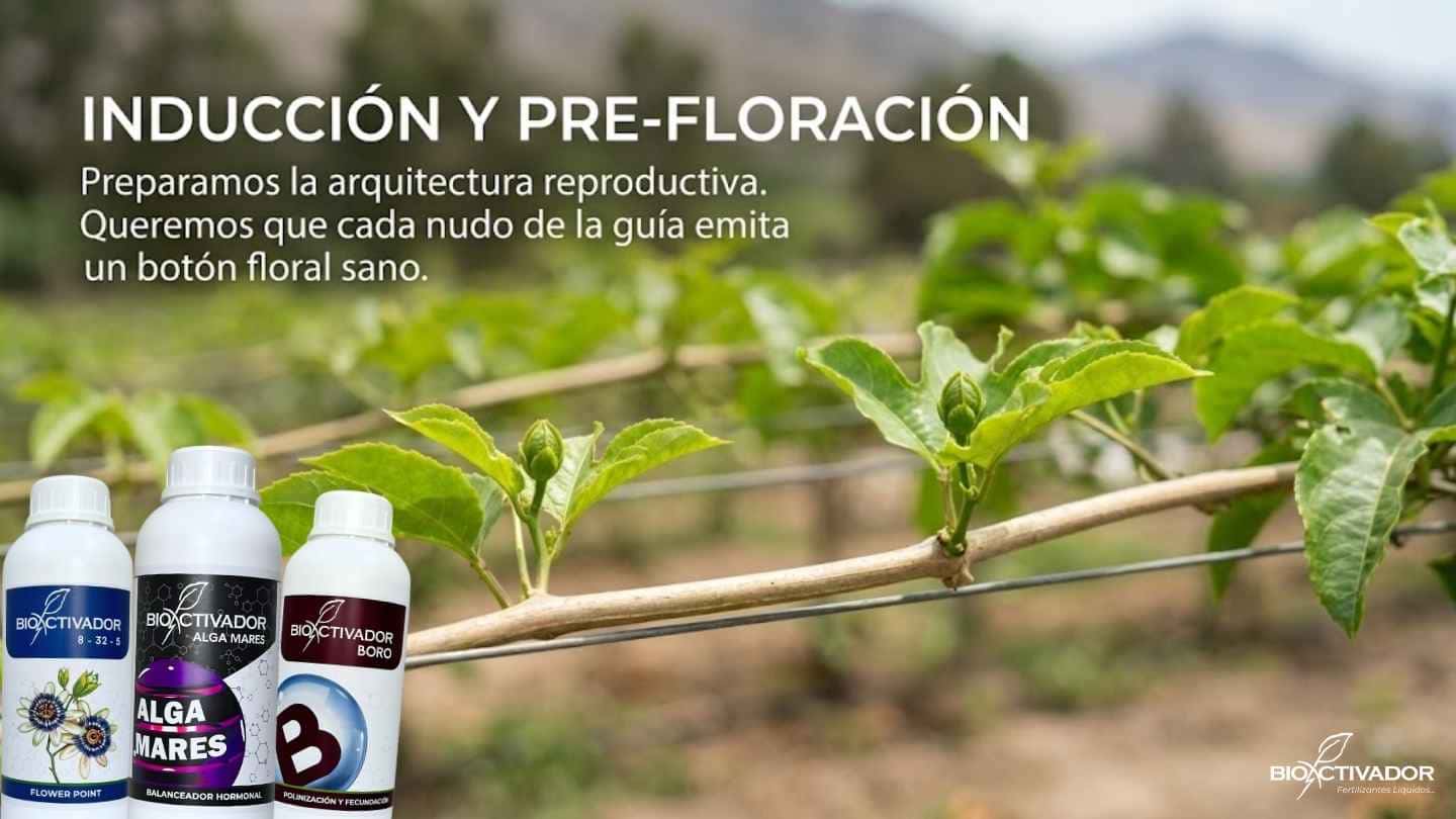 Inducción y pre-floración en cultivo de maracuyá. Preparación de la arquitectura reproductiva para emitir botones florales sanos usando fósforo, extracto de algas y boro.