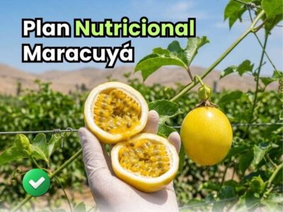 Infografía detallada del plan nutricional maracuyá desarrollado por Bioactivador. Muestra las 7 etapas fenológicas: formación radicular, crecimiento vegetativo, inducción floral, floración/polinización, cuajado de frutos, desarrollo y maduración. Detalla el uso de nitrógeno, fósforo, potasio, calcio, boro y cobre sistémico para cada fase.