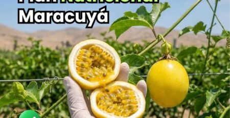Infografía detallada del plan nutricional maracuyá desarrollado por Bioactivador. Muestra las 7 etapas fenológicas: formación radicular, crecimiento vegetativo, inducción floral, floración/polinización, cuajado de frutos, desarrollo y maduración. Detalla el uso de nitrógeno, fósforo, potasio, calcio, boro y cobre sistémico para cada fase.