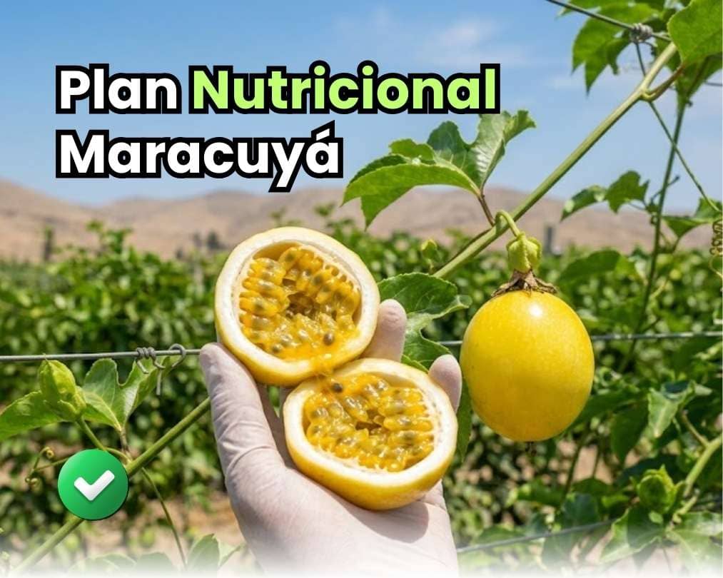 Infografía detallada del plan nutricional maracuyá desarrollado por Bioactivador. Muestra las 7 etapas fenológicas: formación radicular, crecimiento vegetativo, inducción floral, floración/polinización, cuajado de frutos, desarrollo y maduración. Detalla el uso de nitrógeno, fósforo, potasio, calcio, boro y cobre sistémico para cada fase.