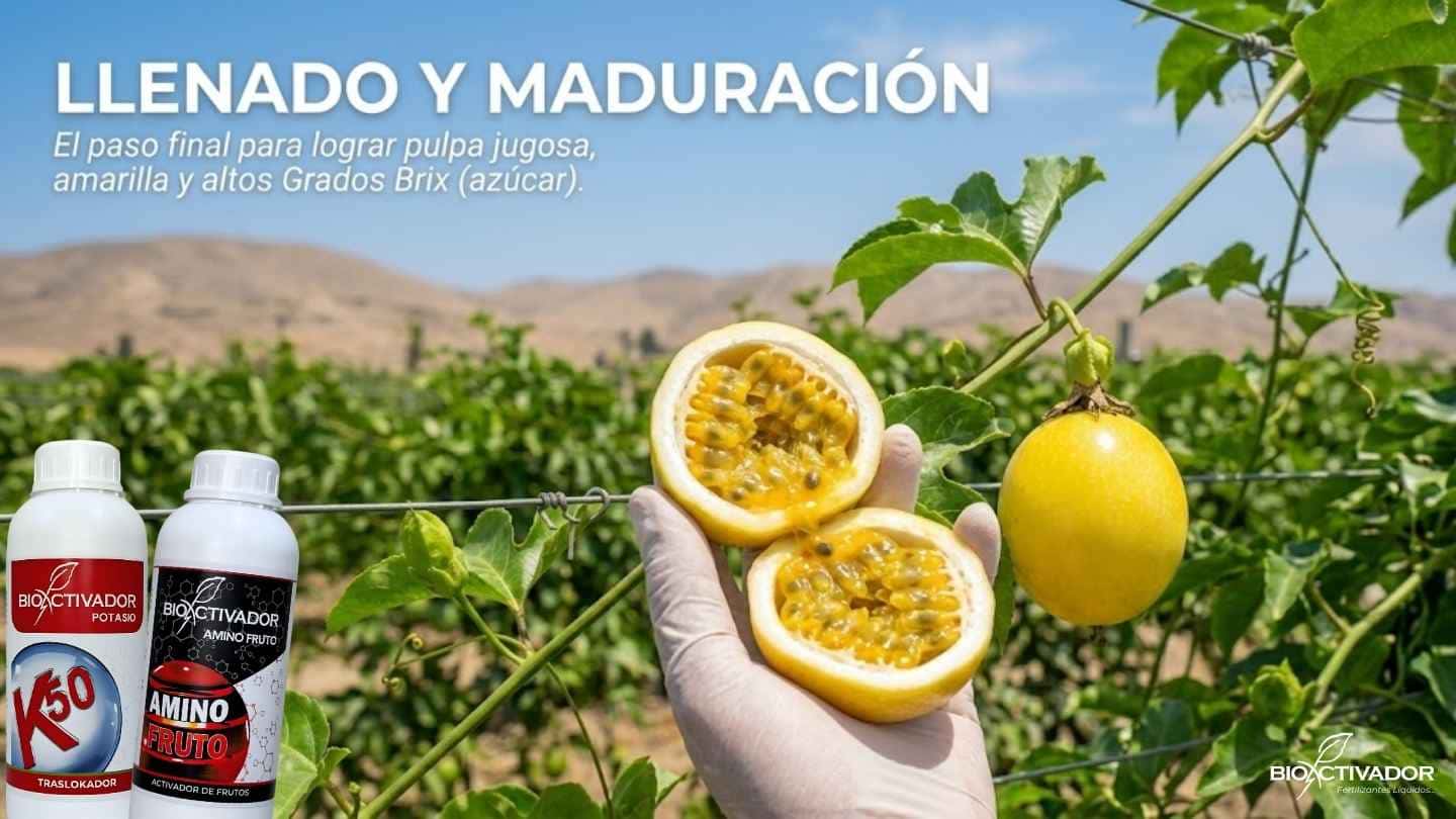 Llenado y maduración final del maracuyá. Fruto abierto mostrando pulpa amarilla y jugosa, logrado mediante aplicaciones de potasio líquido (K50) y aminoácidos para aumentar los Grados Brix.
