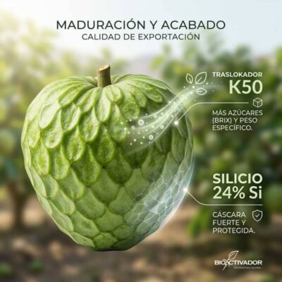 Chirimoya en fase de maduración alcanzando calidad de exportación con alto peso y grados Brix, protegida por silicio soluble contra pardeamientos.