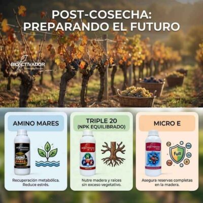 Infografía del plan de manejo nutricional en post-cosecha de la vid. Estrategia foliar para recuperar reservas metabólicas en raíces y madera usando fertilización NPK equilibrada, aminoácidos antiestrés y micronutrientes antes de entrar en dormancia.