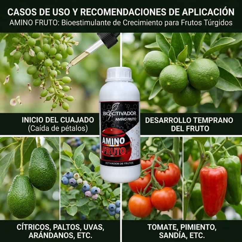 Momentos de aplicación recomendados para el bioestimulante Amino Fruto: al inicio del cuajado (caída de pétalos) y en el desarrollo temprano. Cultivos objetivo: cítricos, paltos, uvas, arándanos, tomate y pimiento.