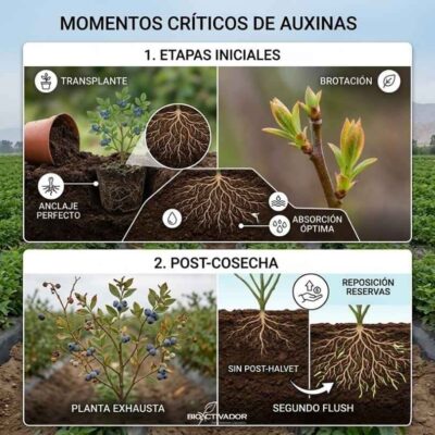 Cuándo Aplicar Auxinas: Etapas Iniciales y Rescate Post-Cosecha Momentos críticos para la aplicación de auxinas: Etapas iniciales (transplante para anclaje y brotación) y etapa de post-cosecha (reposición de reservas para evitar el agotamiento de la planta).
