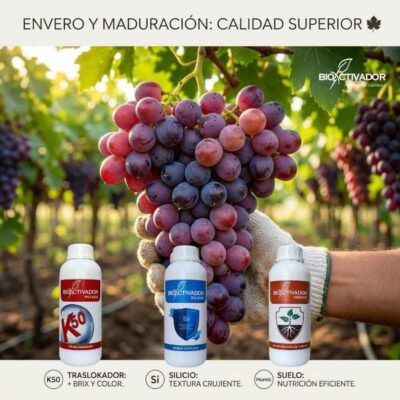 Infografía sobre la fertilización foliar en la etapa de envero y maduración de la uva de mesa. Estrategia agronómica para aumentar grados Brix y uniformizar la toma de color usando Potasio traslocador, y bioestimulación con Silicio para lograr una baya con textura crujiente.