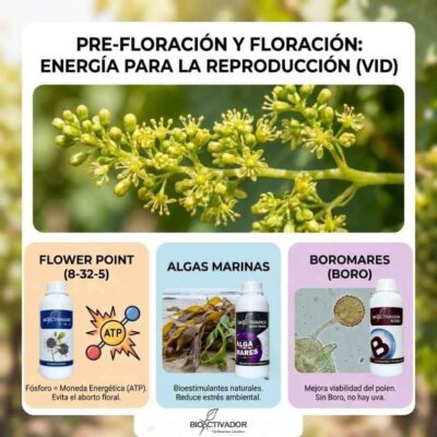 Infografía técnica sobre nutrición foliar en pre-floración y floración de la vid. Estrategia bioestimulante para evitar el aborto floral y mejorar el cuajado usando Fósforo (energía celular ATP), Algas Marinas (antiestrés) y Boro para asegurar la viabilidad del polen en uva de mesa.