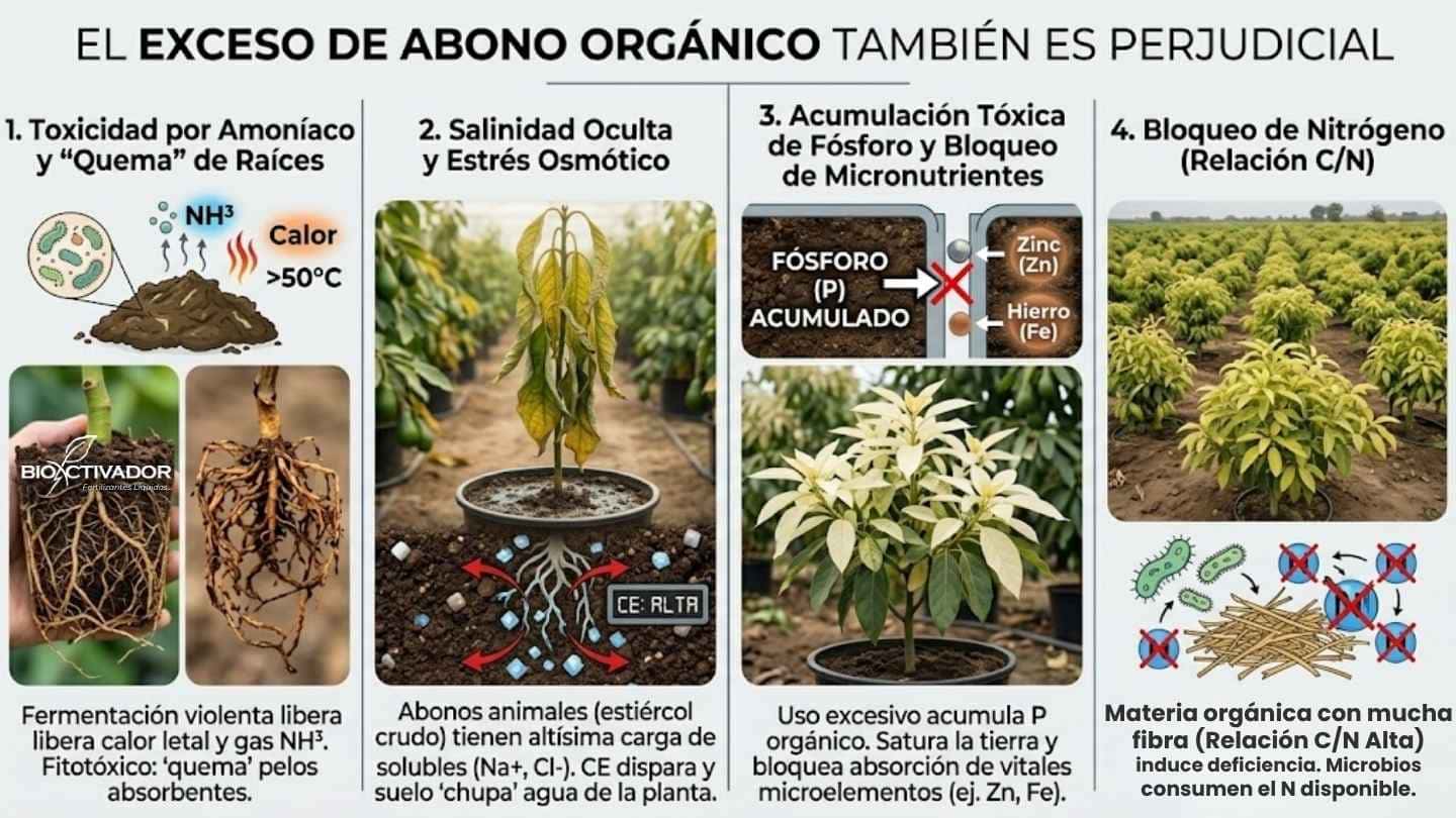 Infografía detallando 4 peligros del exceso de abonos orgánicos crudos: toxicidad por amoníaco que quema raíces, estrés osmótico por salinidad, bloqueo de micronutrientes por acumulación de fósforo y bloqueo de nitrógeno por alta relación C/N.